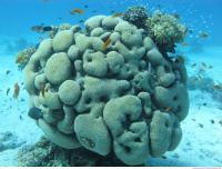 Brain coral Diploria cerebriformis 1